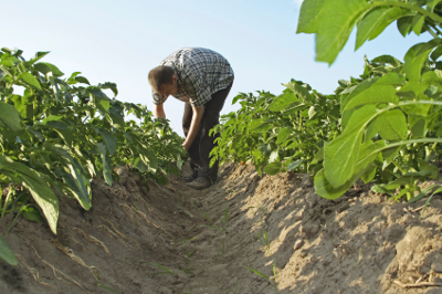 Potato grower