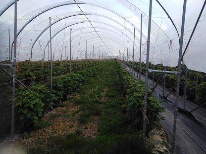 Polytunnels